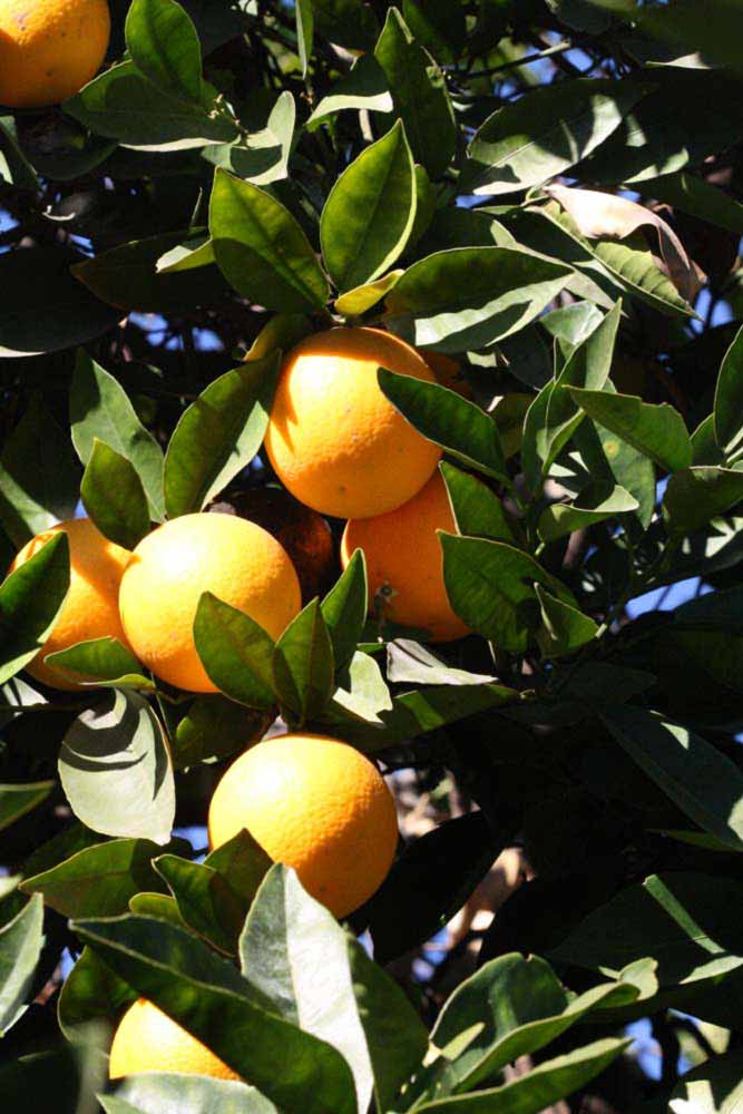            Fruit (Riverside, CA)   